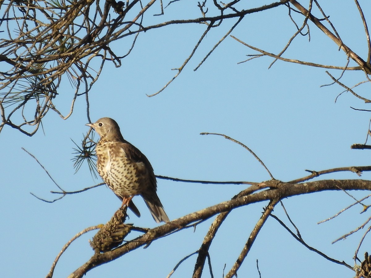 ヤドリギツグミ - ML646191762