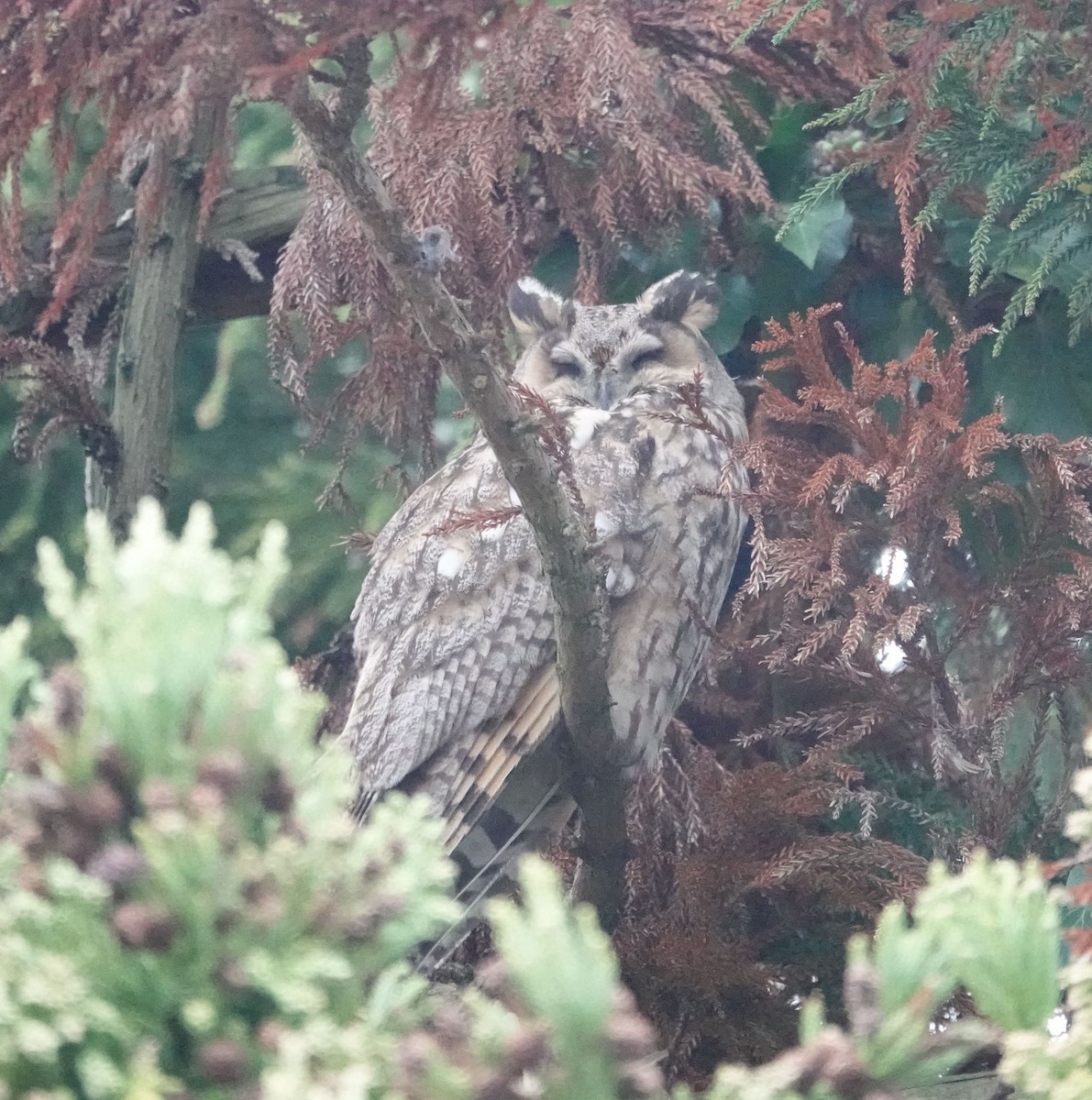 Long-eared Owl - ML646191764