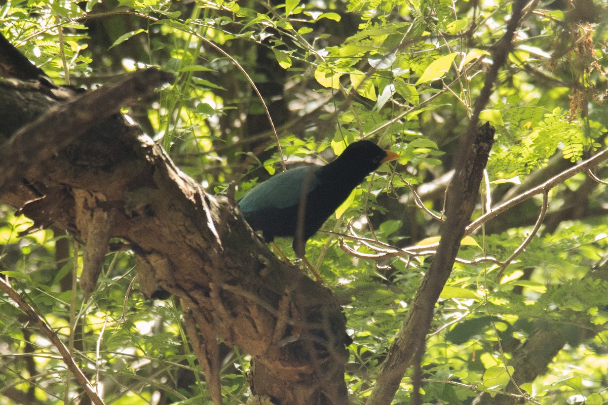 Yucatan Jay - ML646191765