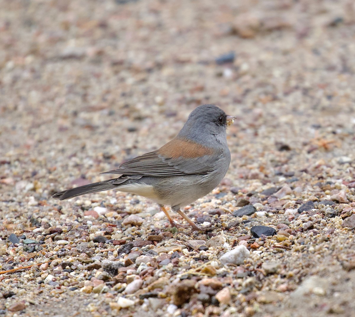 strnadec zimní (ssp. caniceps) - ML646191766