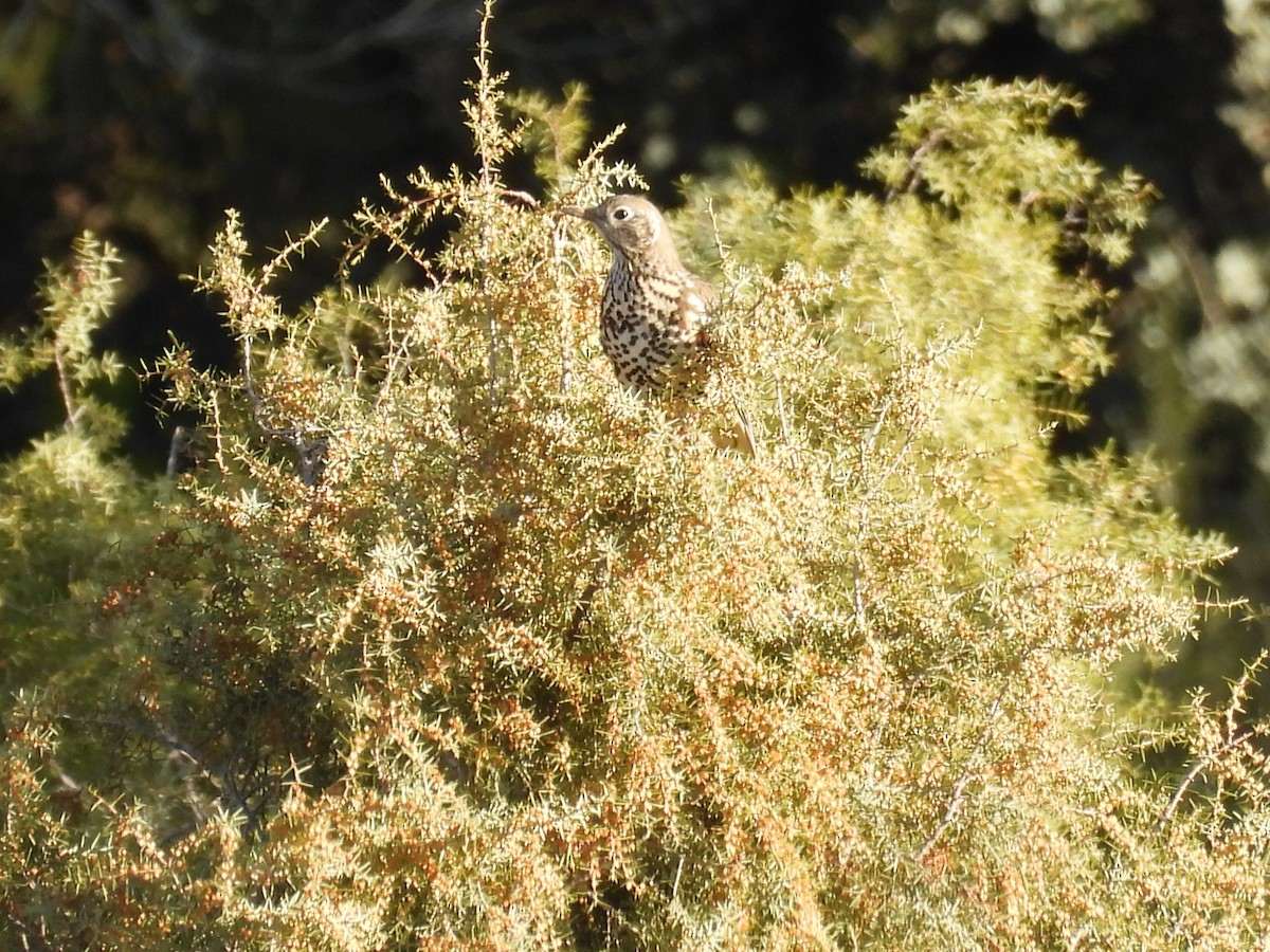 ヤドリギツグミ - ML646191769