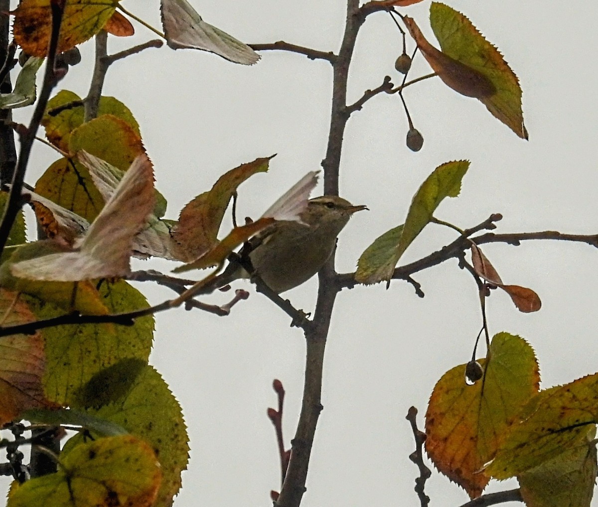 Hume's Warbler - ML646191771