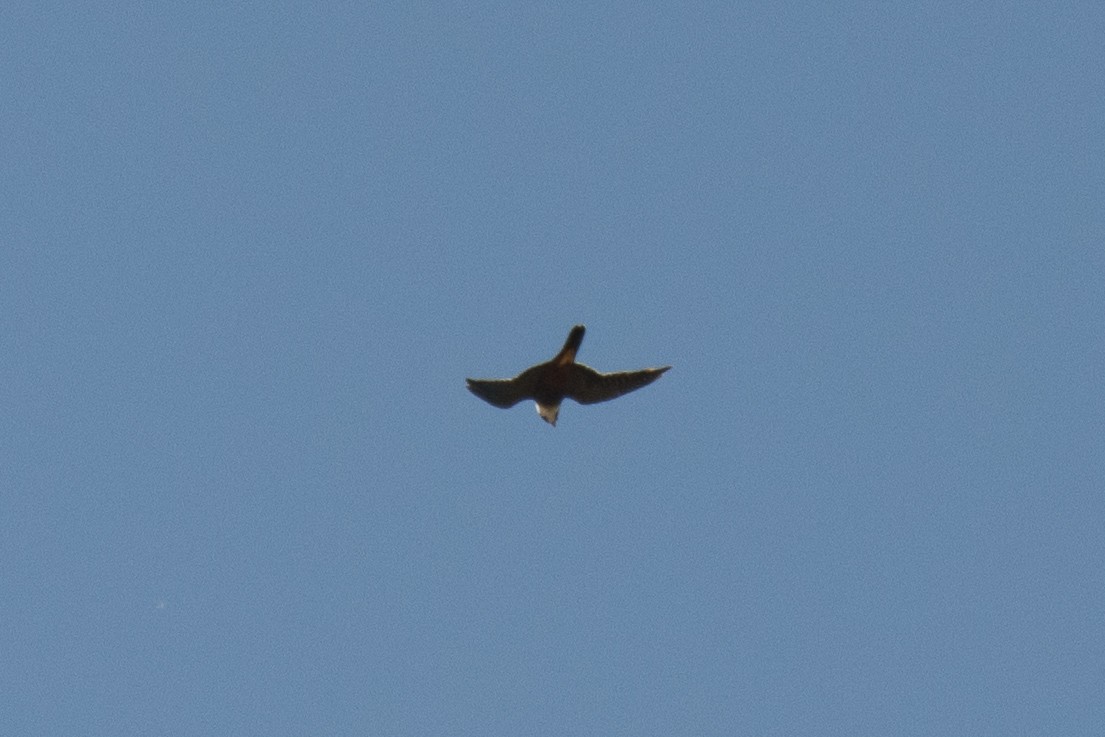 Bat Falcon - ML646191772