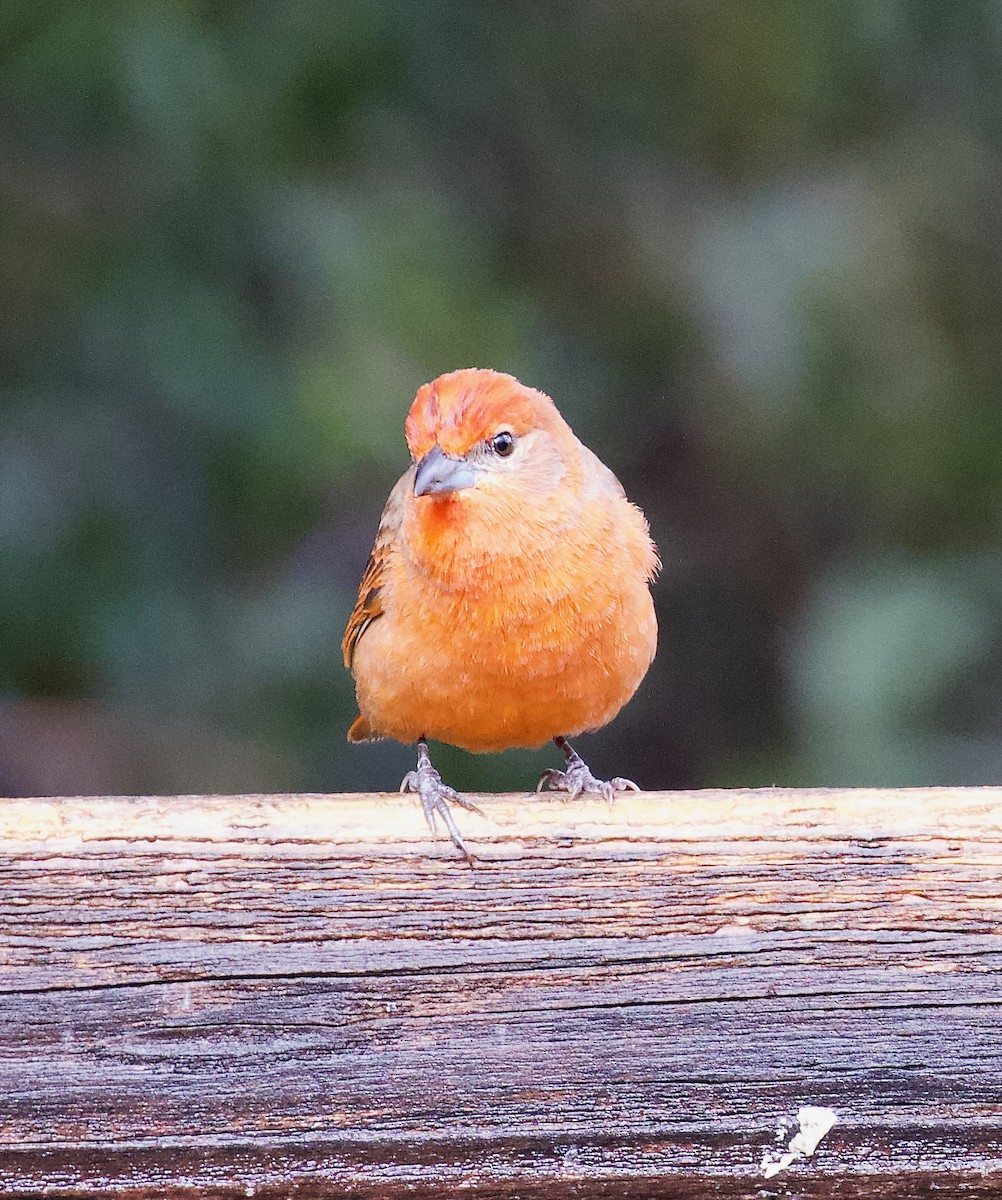 Hepatic Tanager - ML646191773