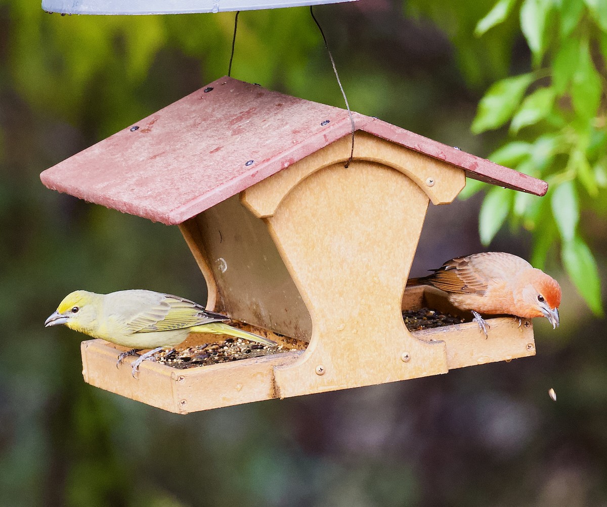 Hepatic Tanager - ML646191776