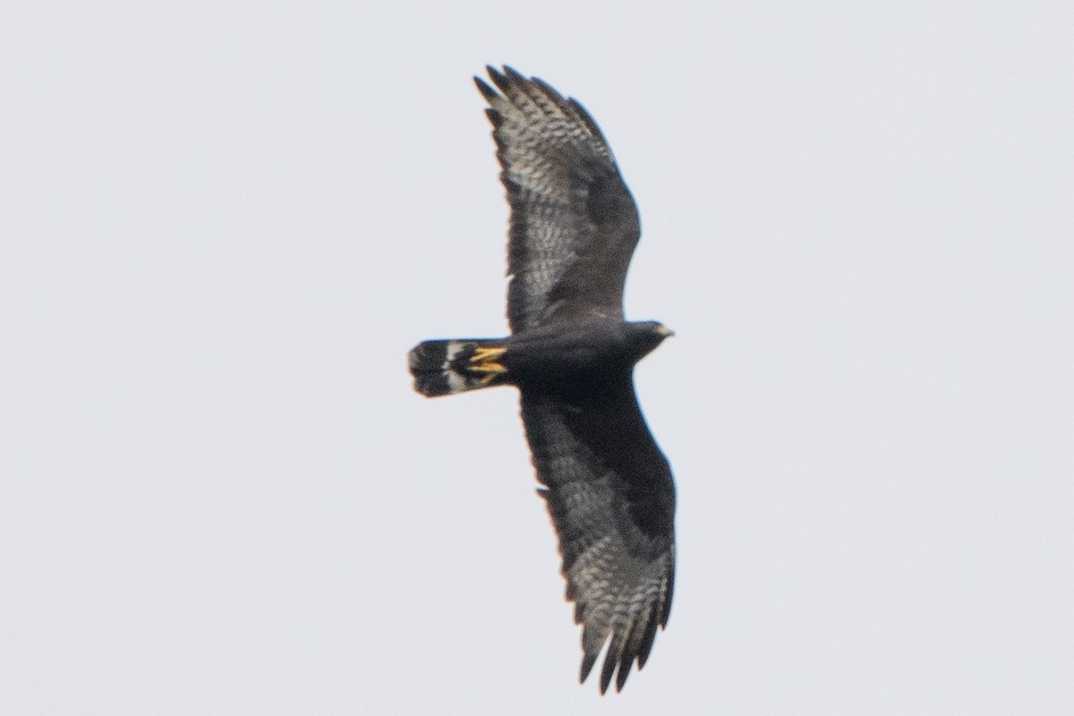 Zone-tailed Hawk - ML646191786