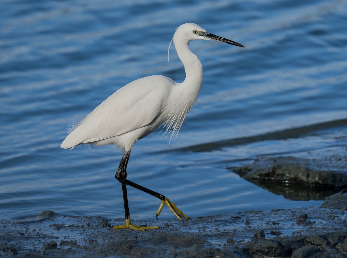 Little Egret - ML646191787