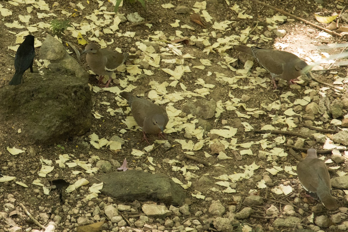 White-winged Dove - ML646191796