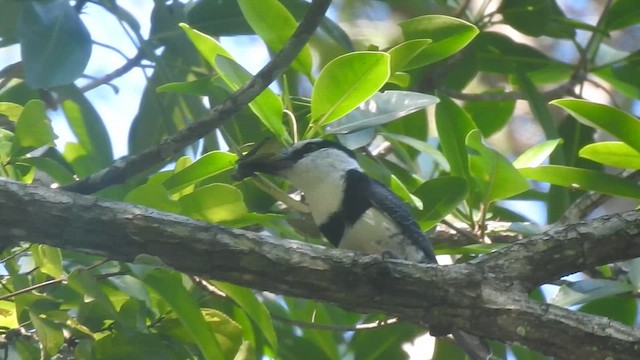 White-necked Puffbird - ML646191804