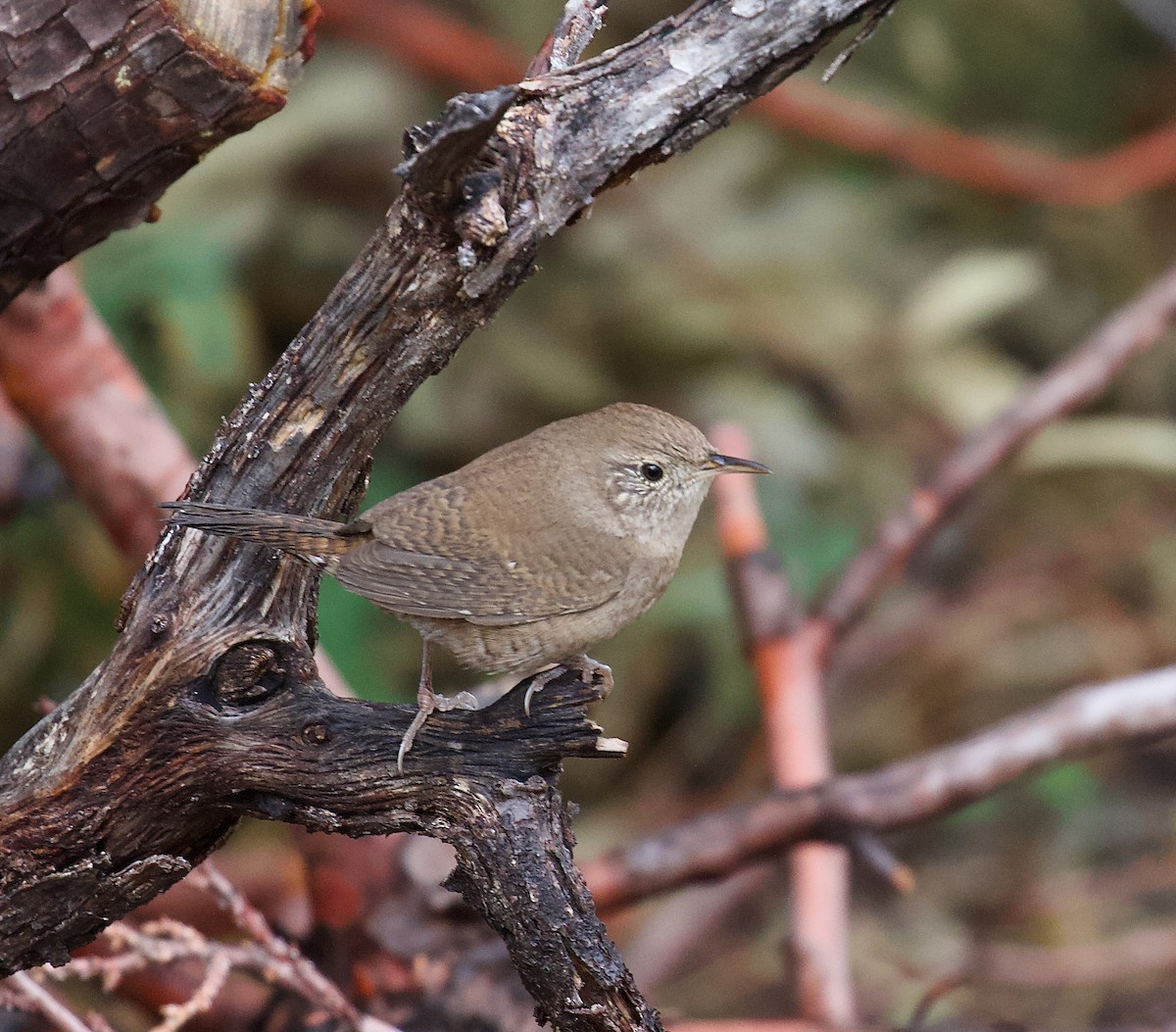střízlík zahradní - ML646191805