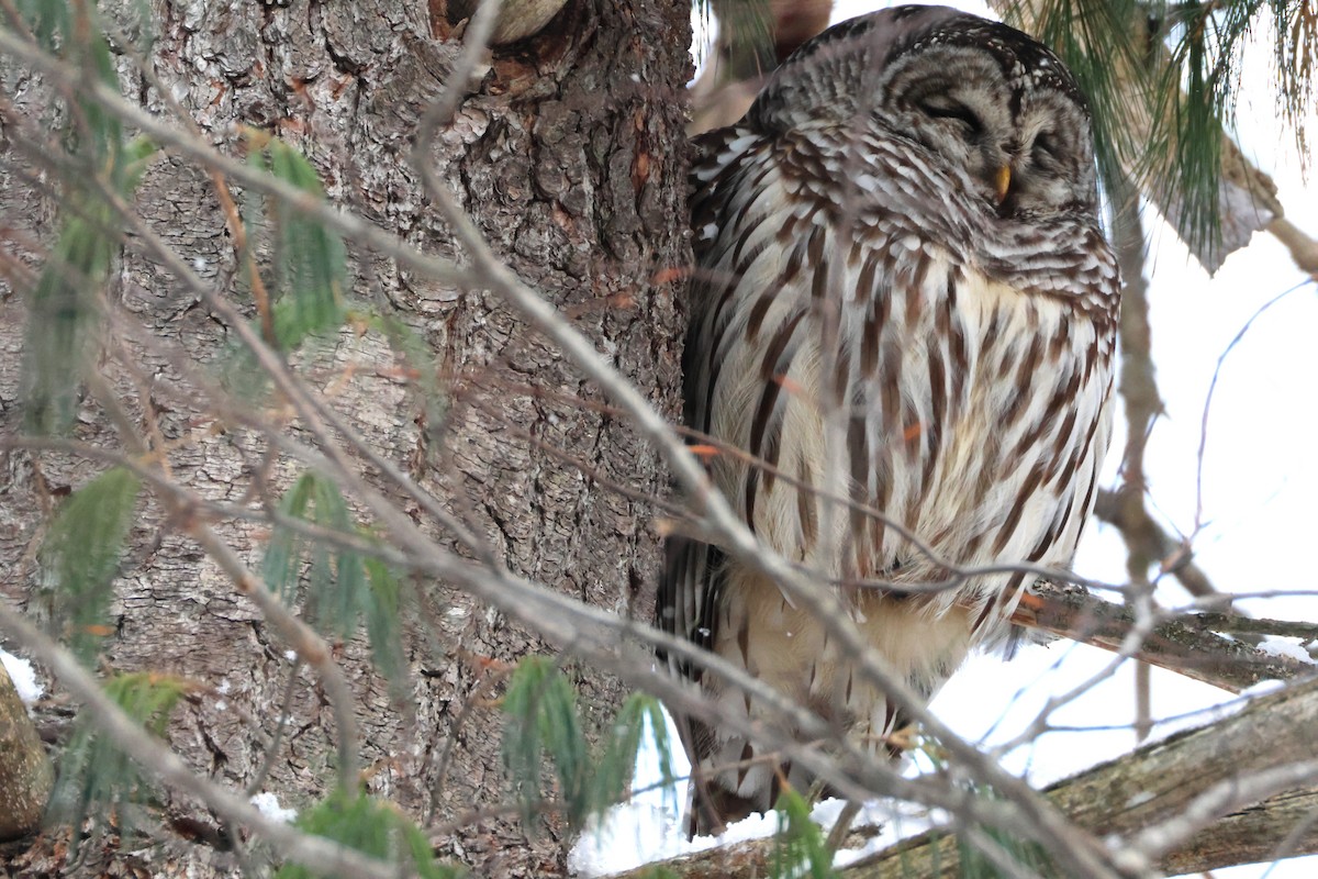 Barred Owl - ML646191807