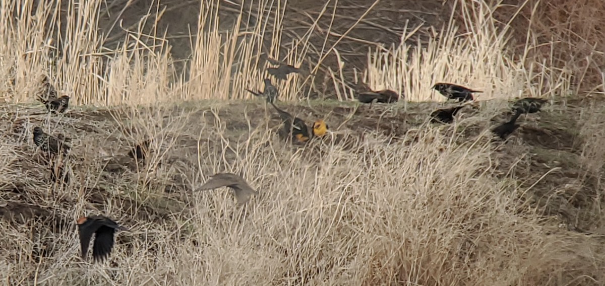 Yellow-headed Blackbird - ML646191809