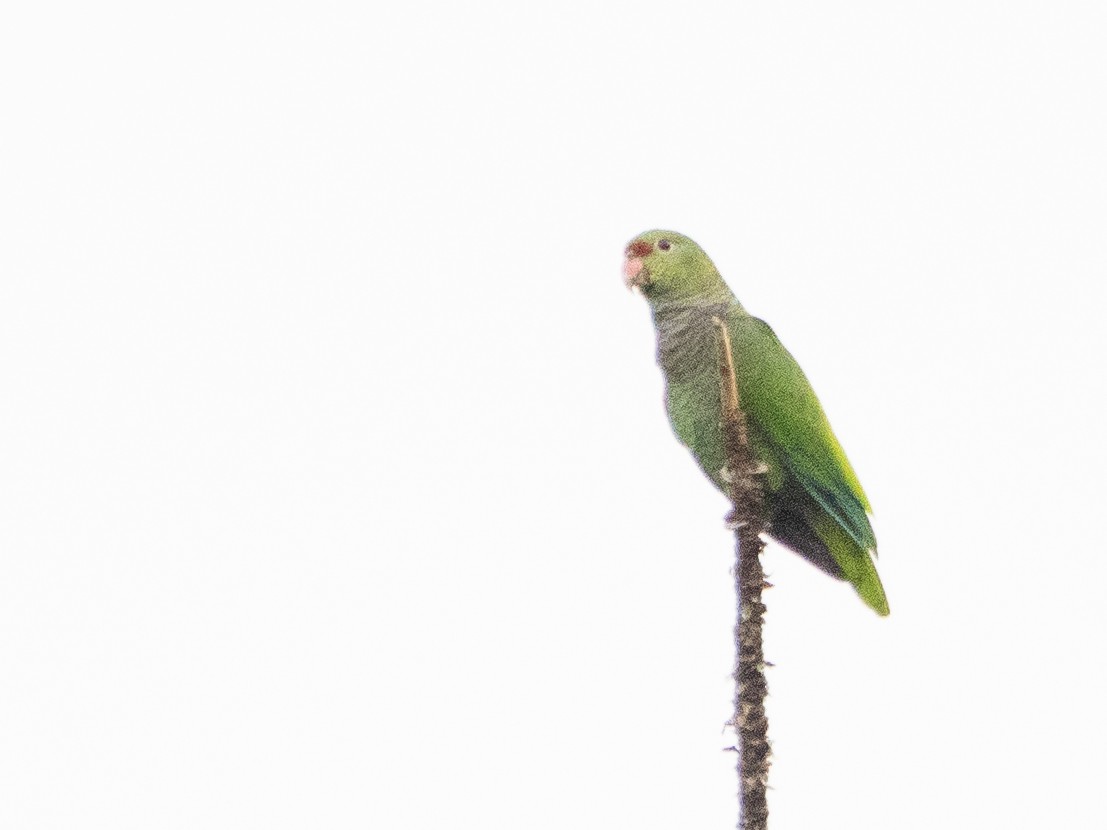 Vinaceous-breasted Amazon - ML646191812