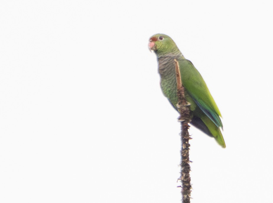 Vinaceous-breasted Amazon - ML646191813