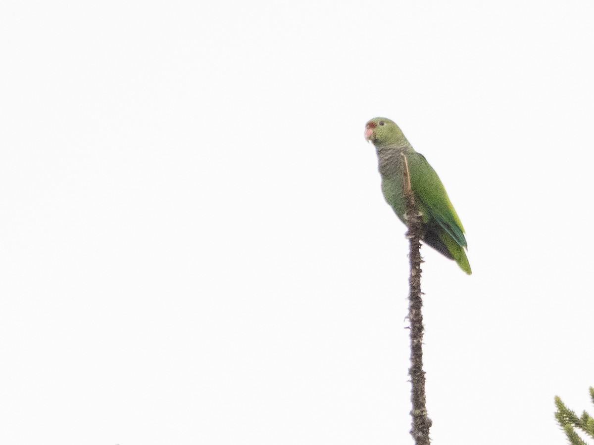 Vinaceous-breasted Amazon - ML646191814