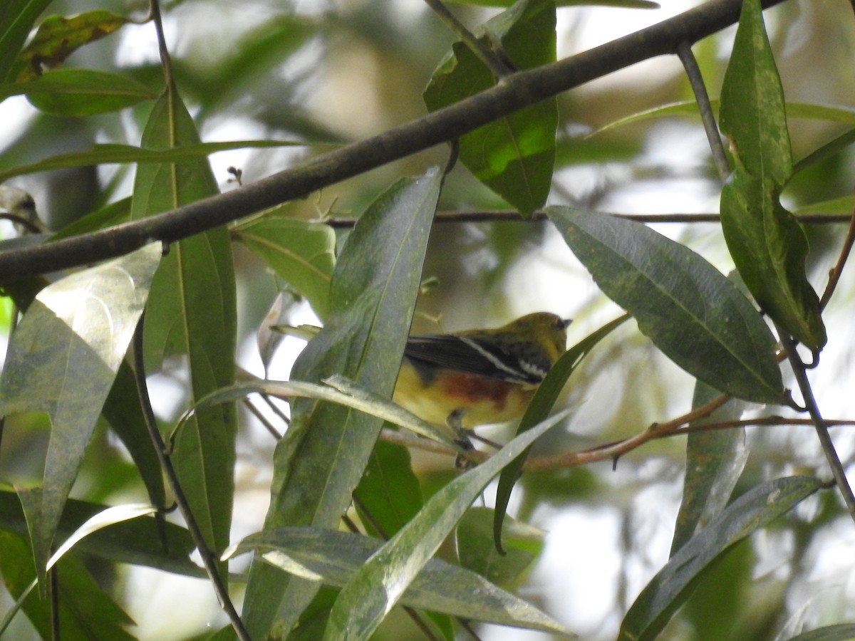 Пісняр-лісовик каштановий - ML646191816