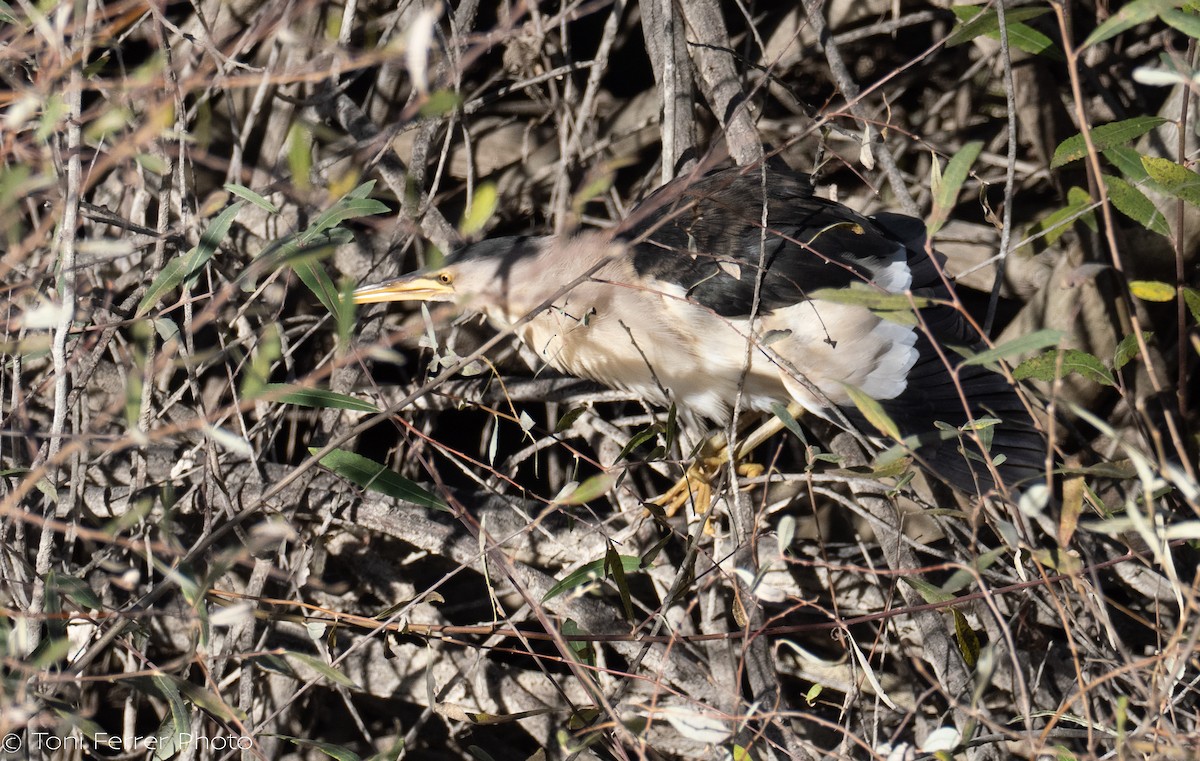 Little Bittern - ML646191817