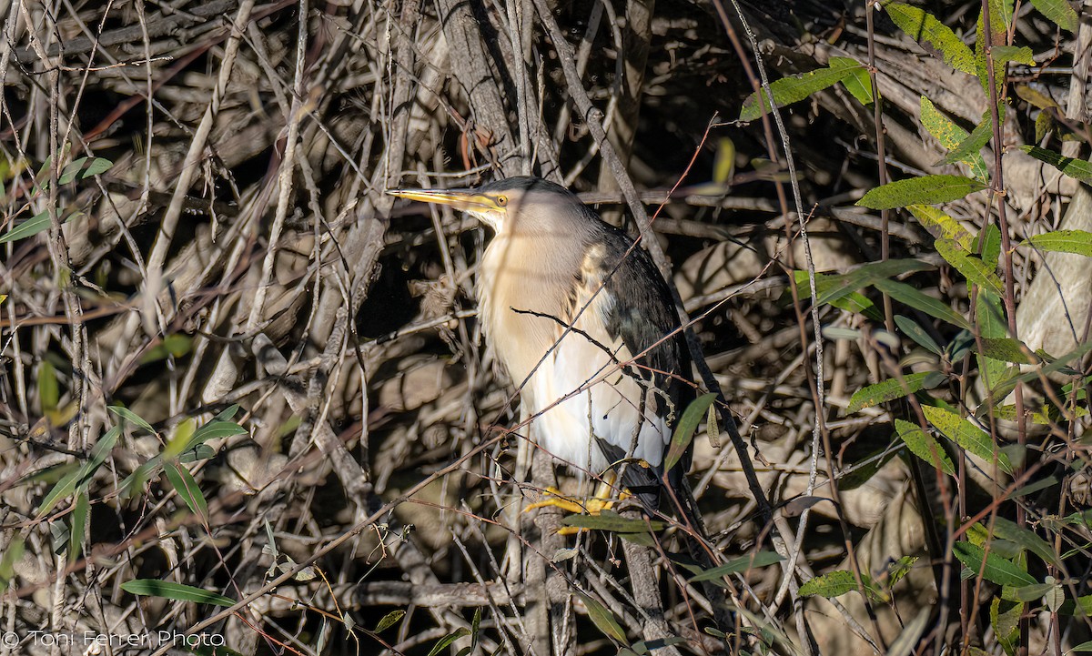 Little Bittern - ML646191818