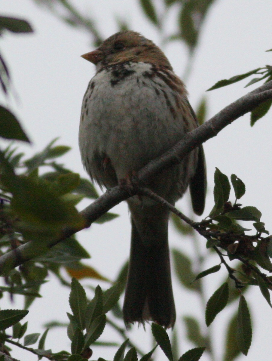Бруант північний - ML646191819