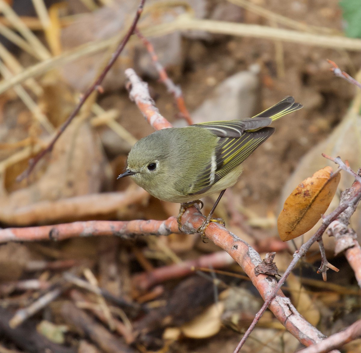 Золотомушка рубіновочуба - ML646191820