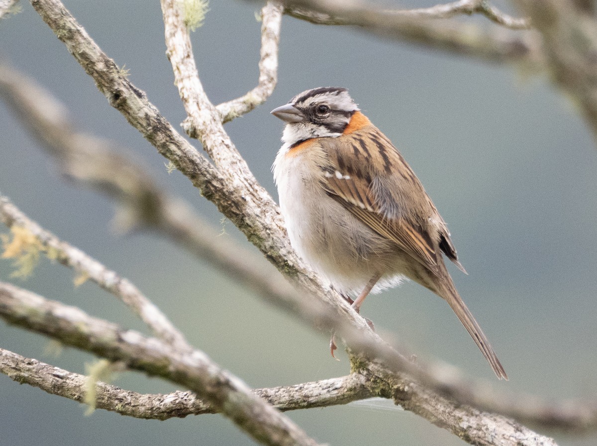 Бруант рудошиїй - ML646191821