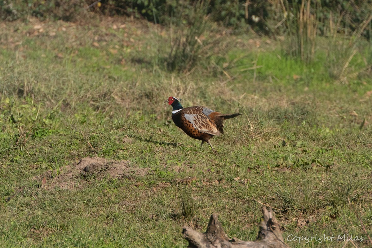 Фазан звичайний - ML646191823