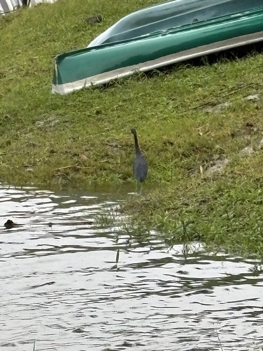 Чепура блакитна - ML646191824