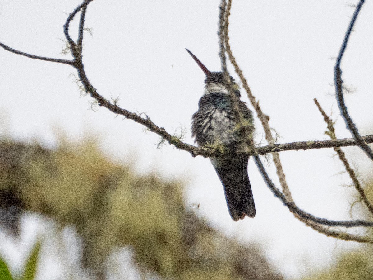 Колібрі білогорлий - ML646191825