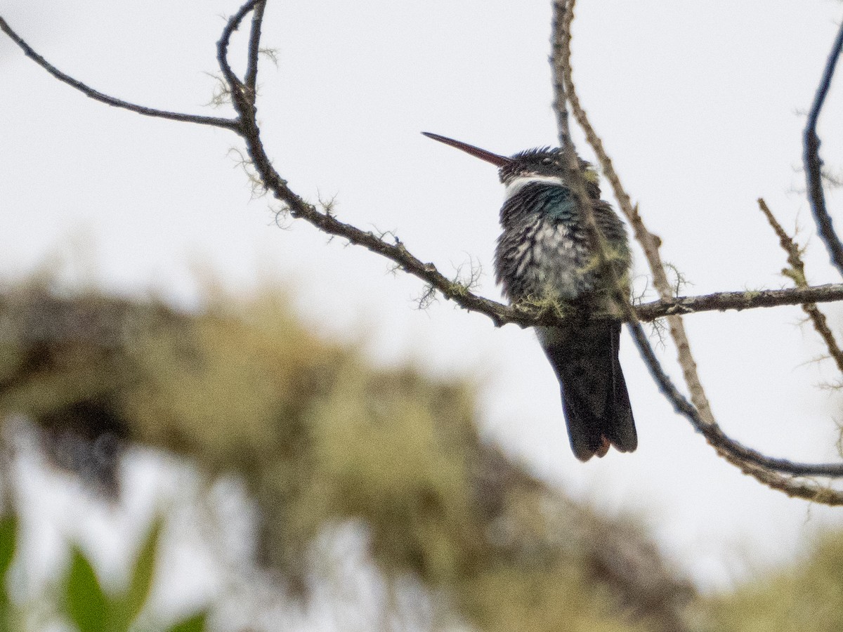 Колібрі білогорлий - ML646191826