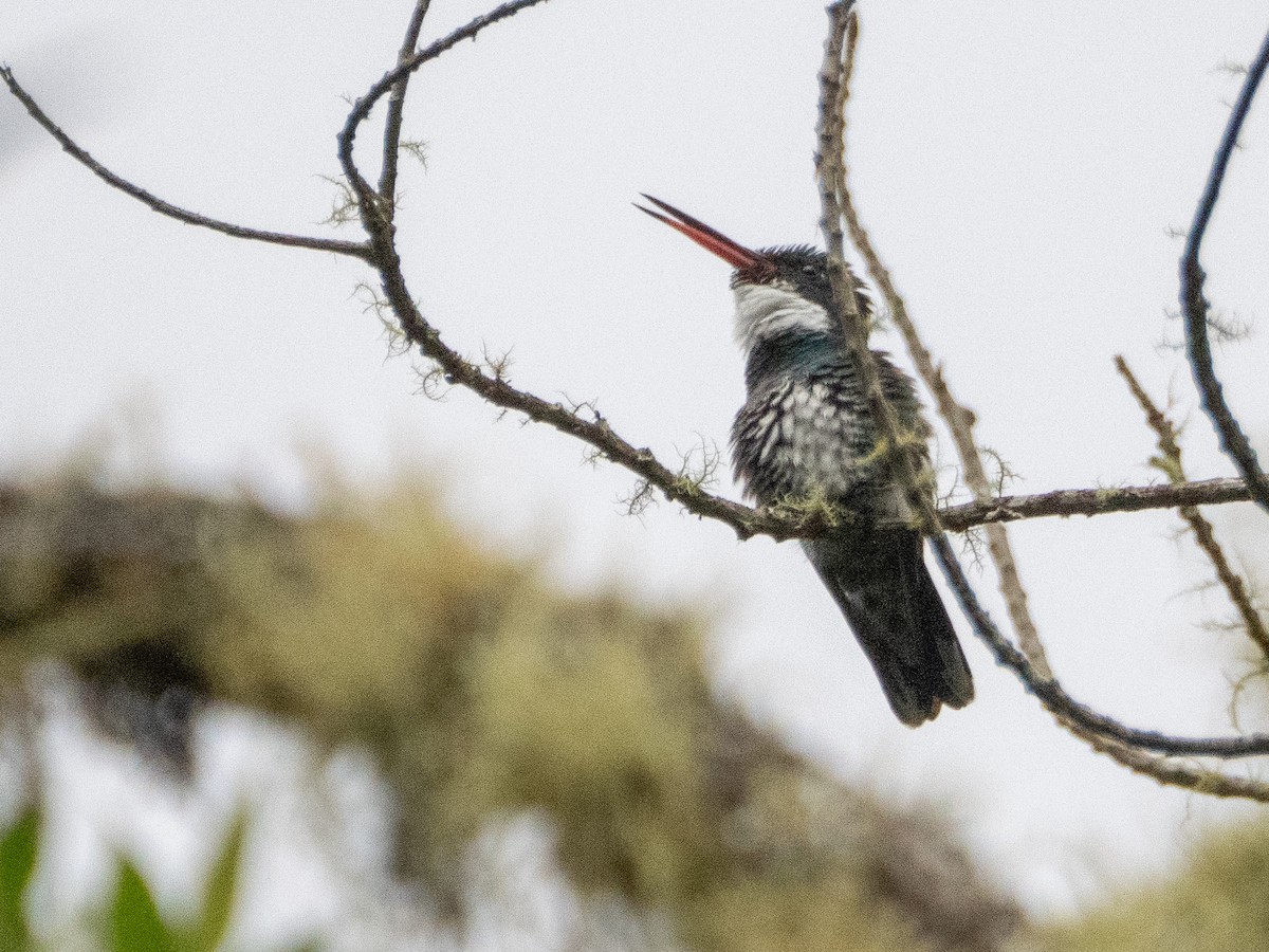 Колібрі білогорлий - ML646191827