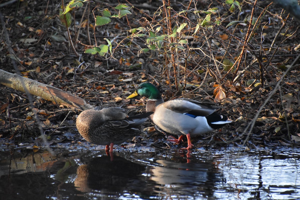 Крижень звичайний - ML646191828
