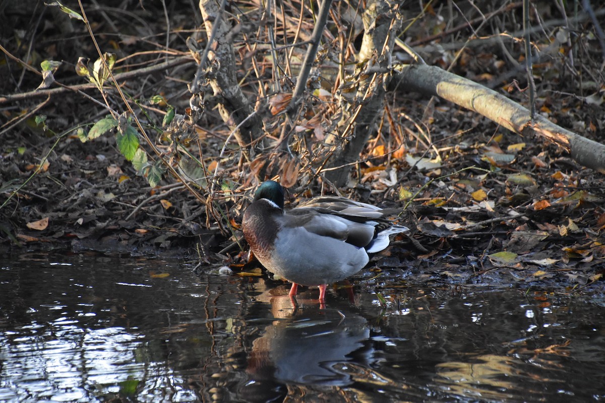 Крижень звичайний - ML646191829