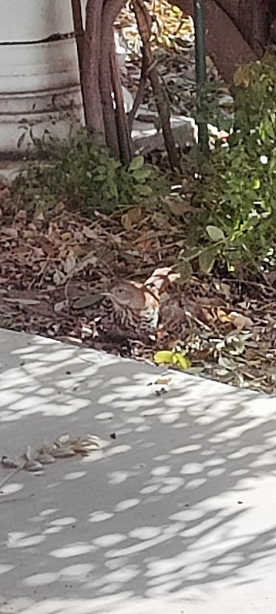 Тремблер прямодзьобий - ML646191830