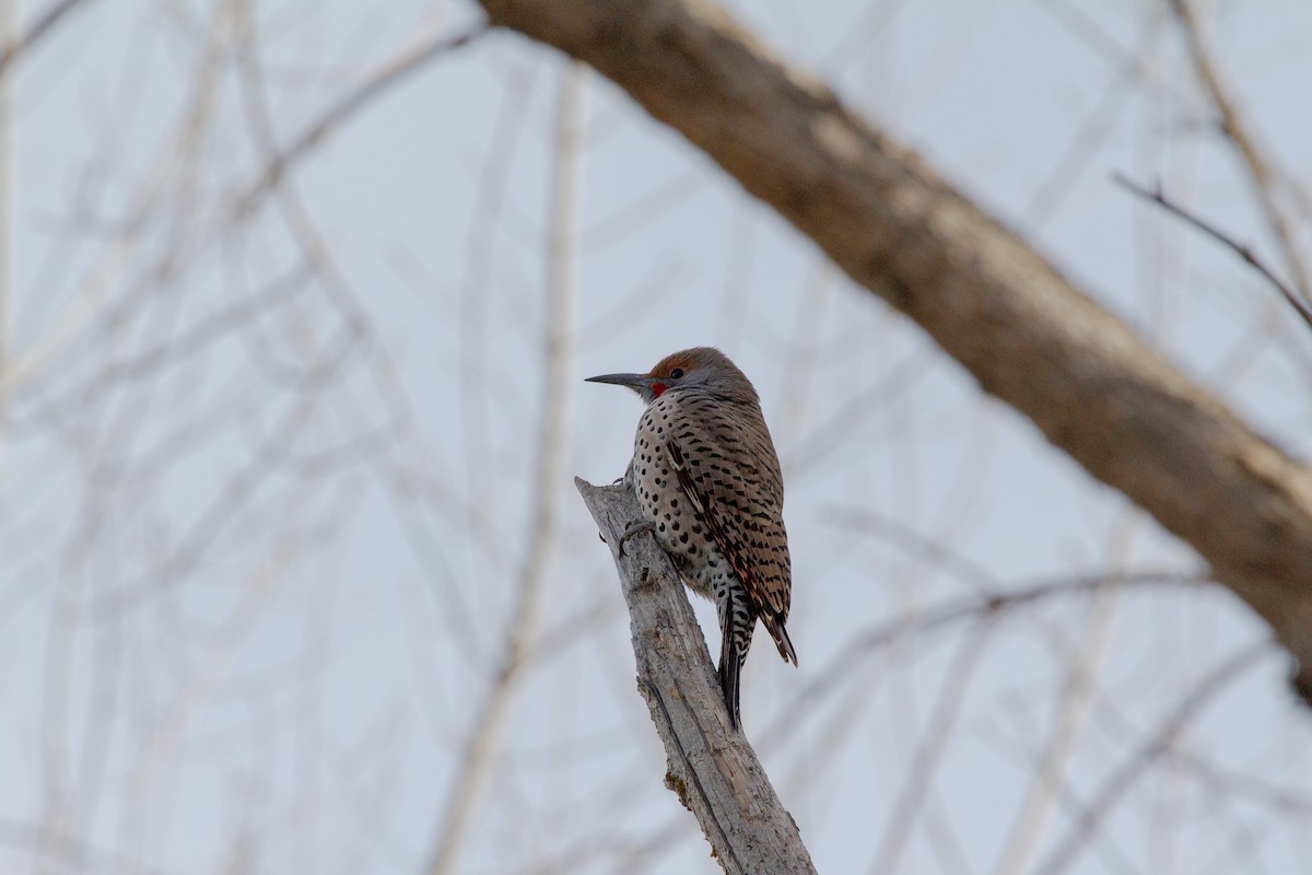 Декол золотистий - ML646191831