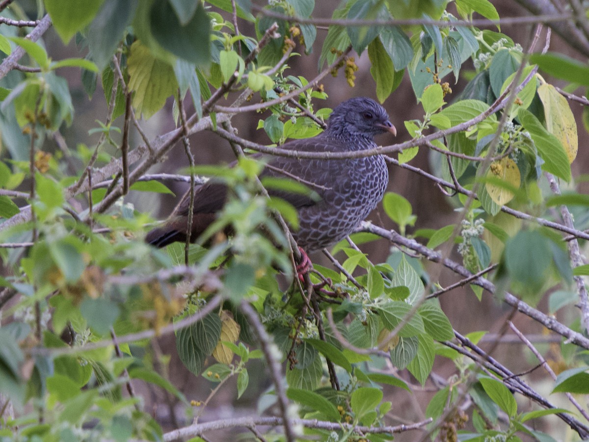 Пенелопа андська - ML646191832