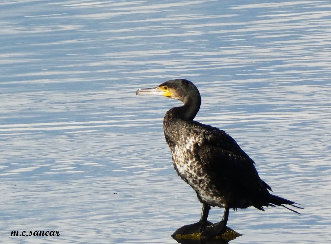 Баклан великий - ML646191833