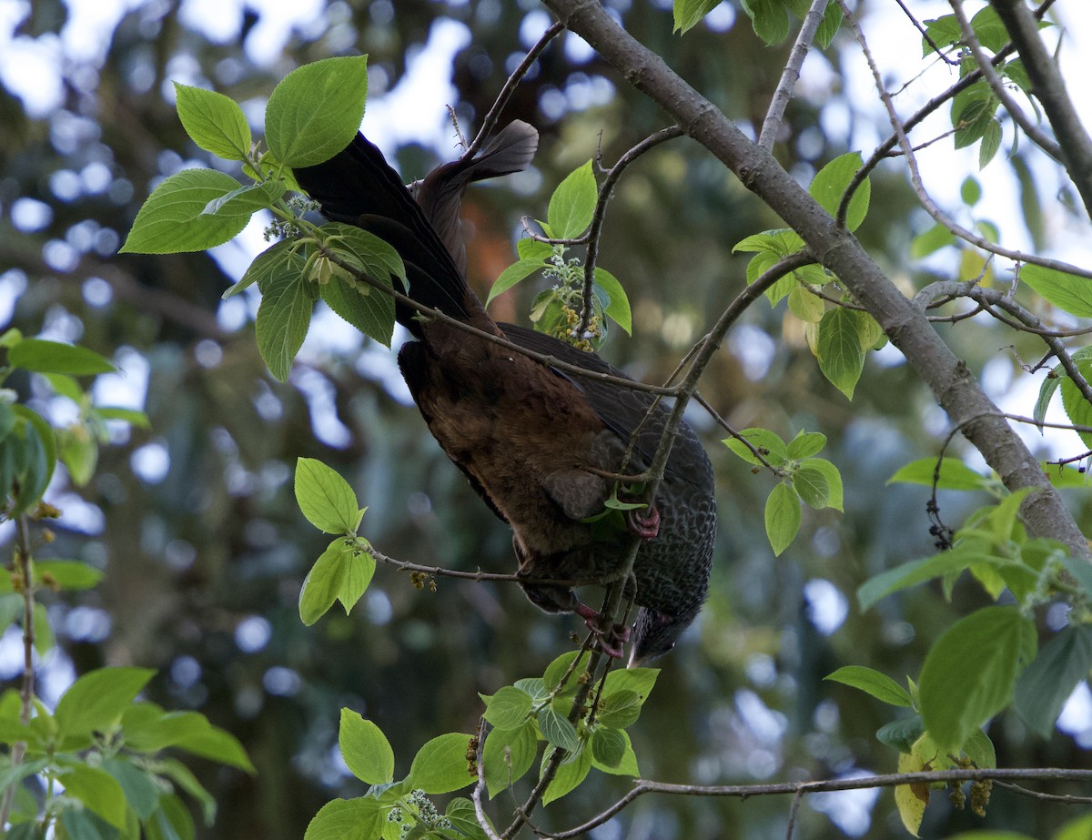 Пенелопа андська - ML646191834