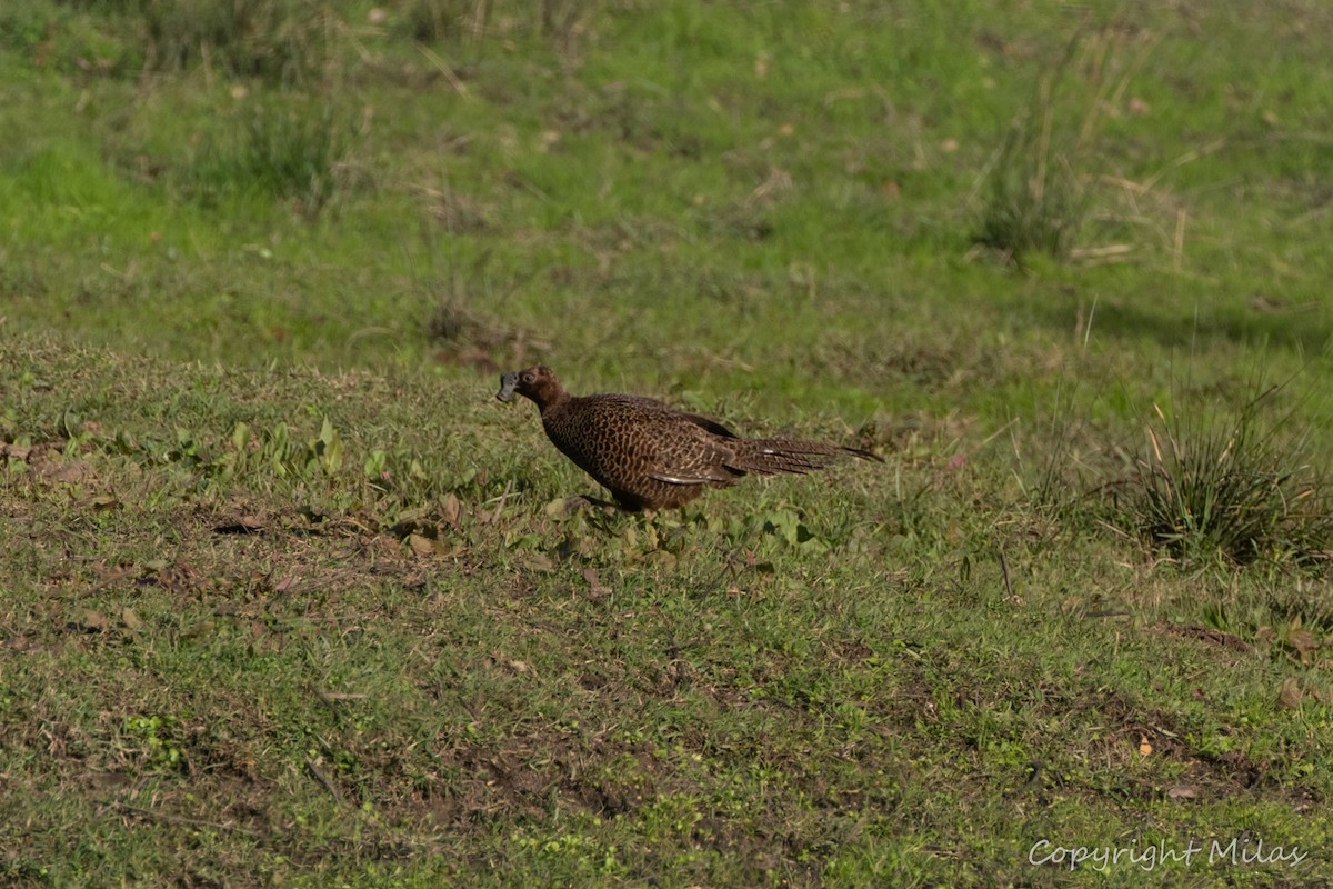 Фазан звичайний - ML646191835
