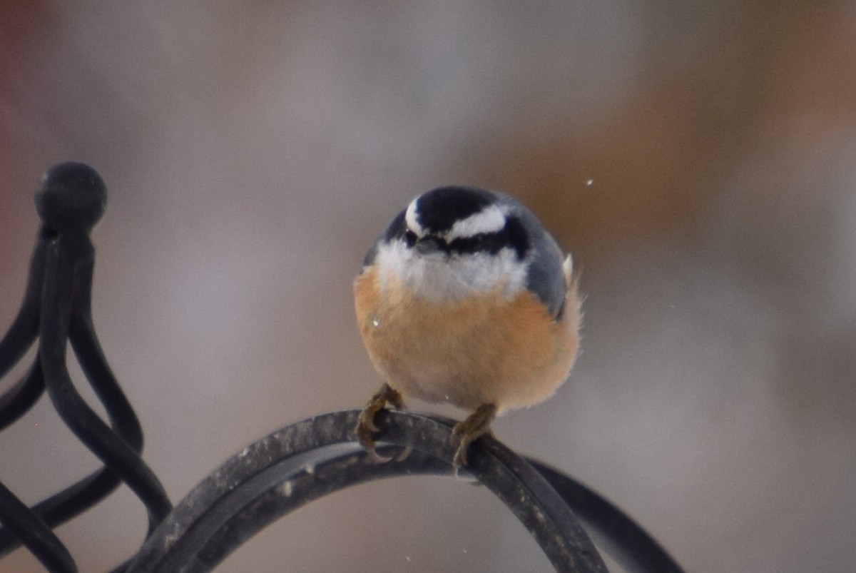 Повзик канадський - ML646191836