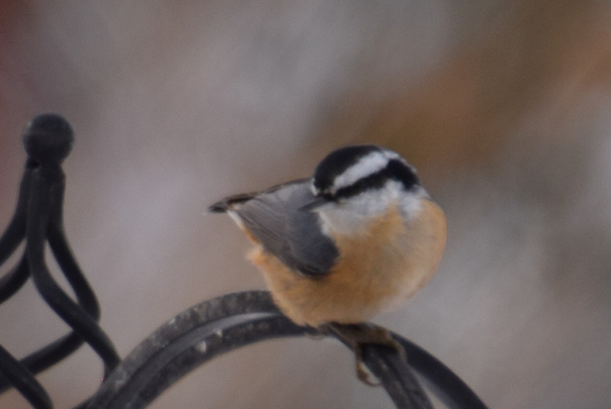 Повзик канадський - ML646191837