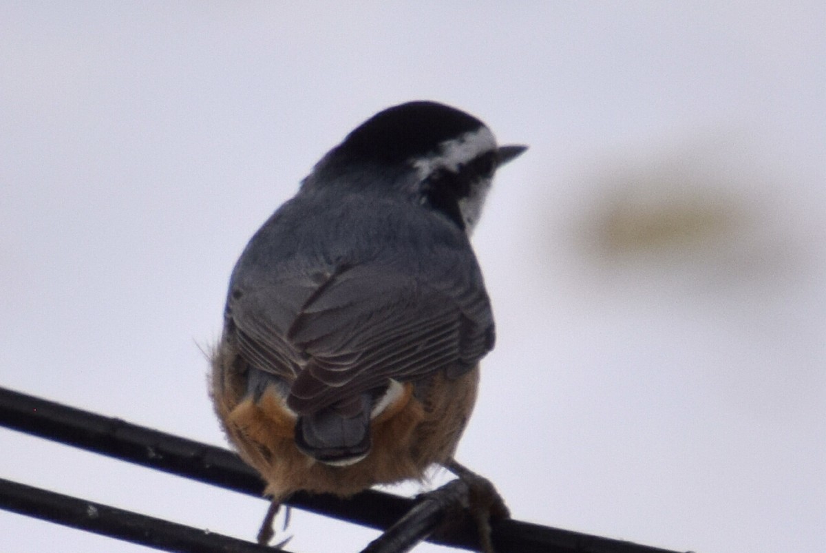 Повзик канадський - ML646191838