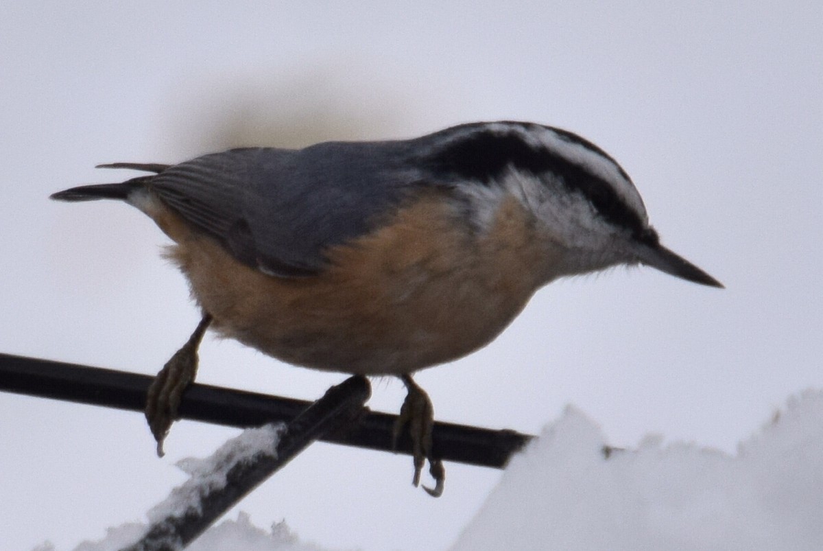 Повзик канадський - ML646191839