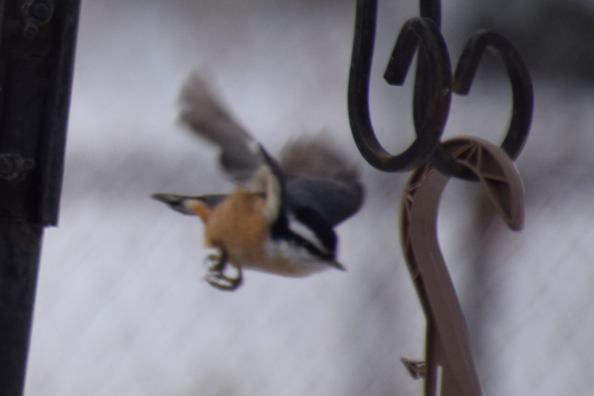 Повзик канадський - ML646191840