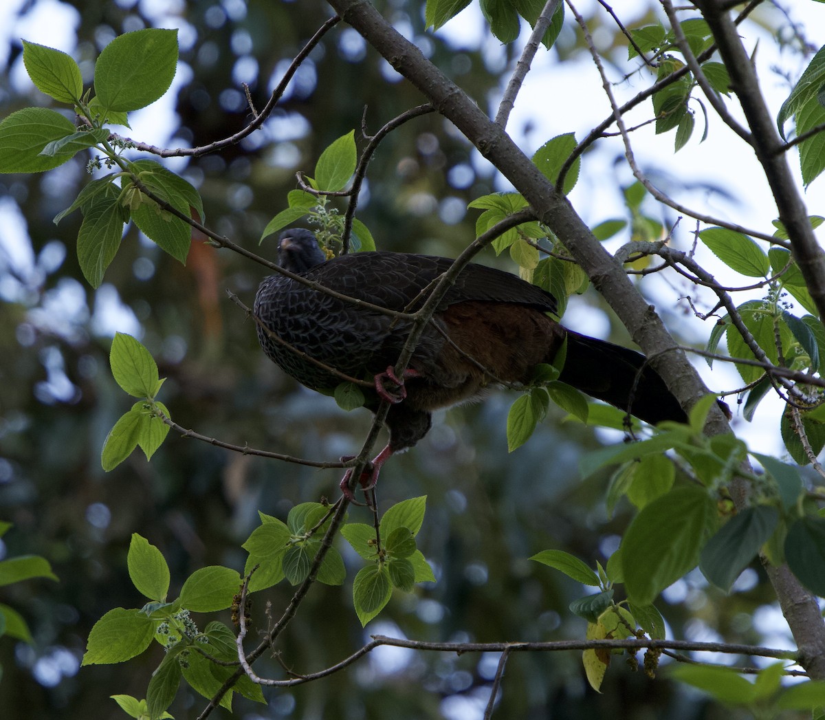 Пенелопа андська - ML646191841