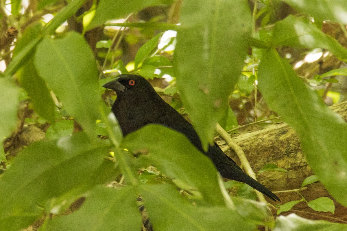 Вашер червоноокий - ML646191842