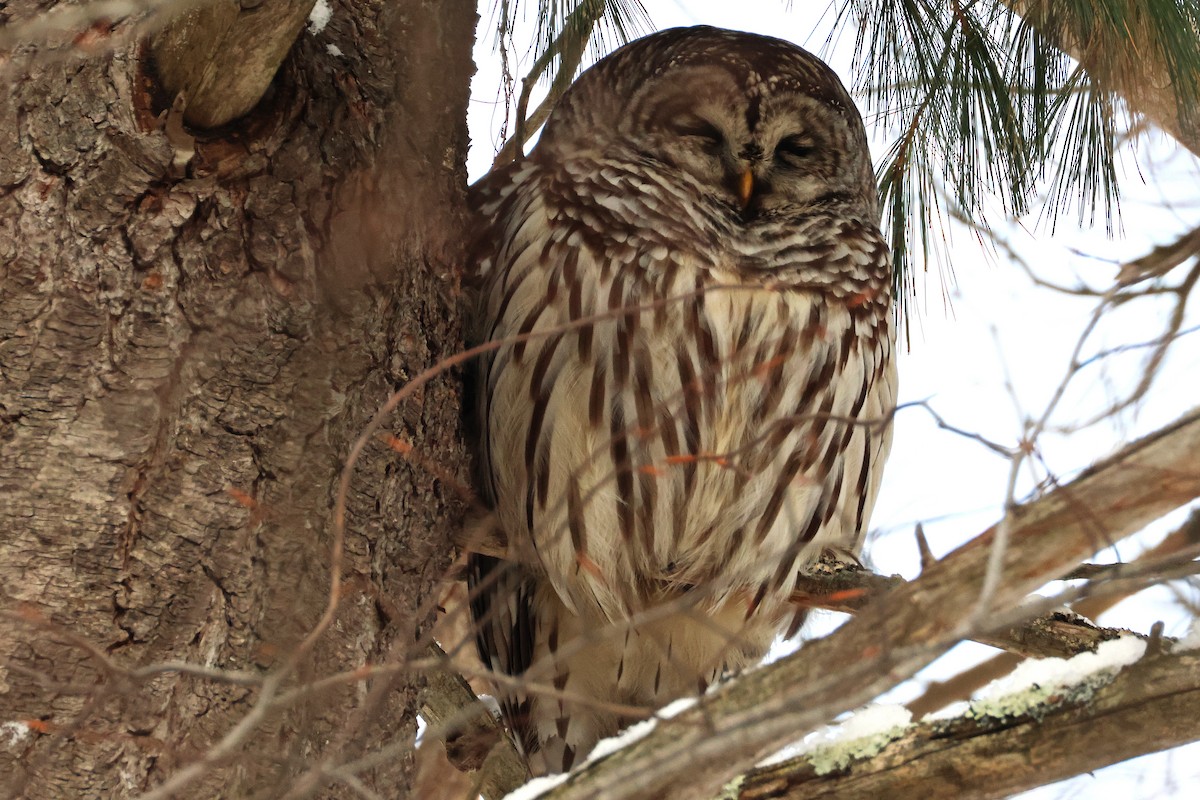 Сова неоарктична - ML646191843