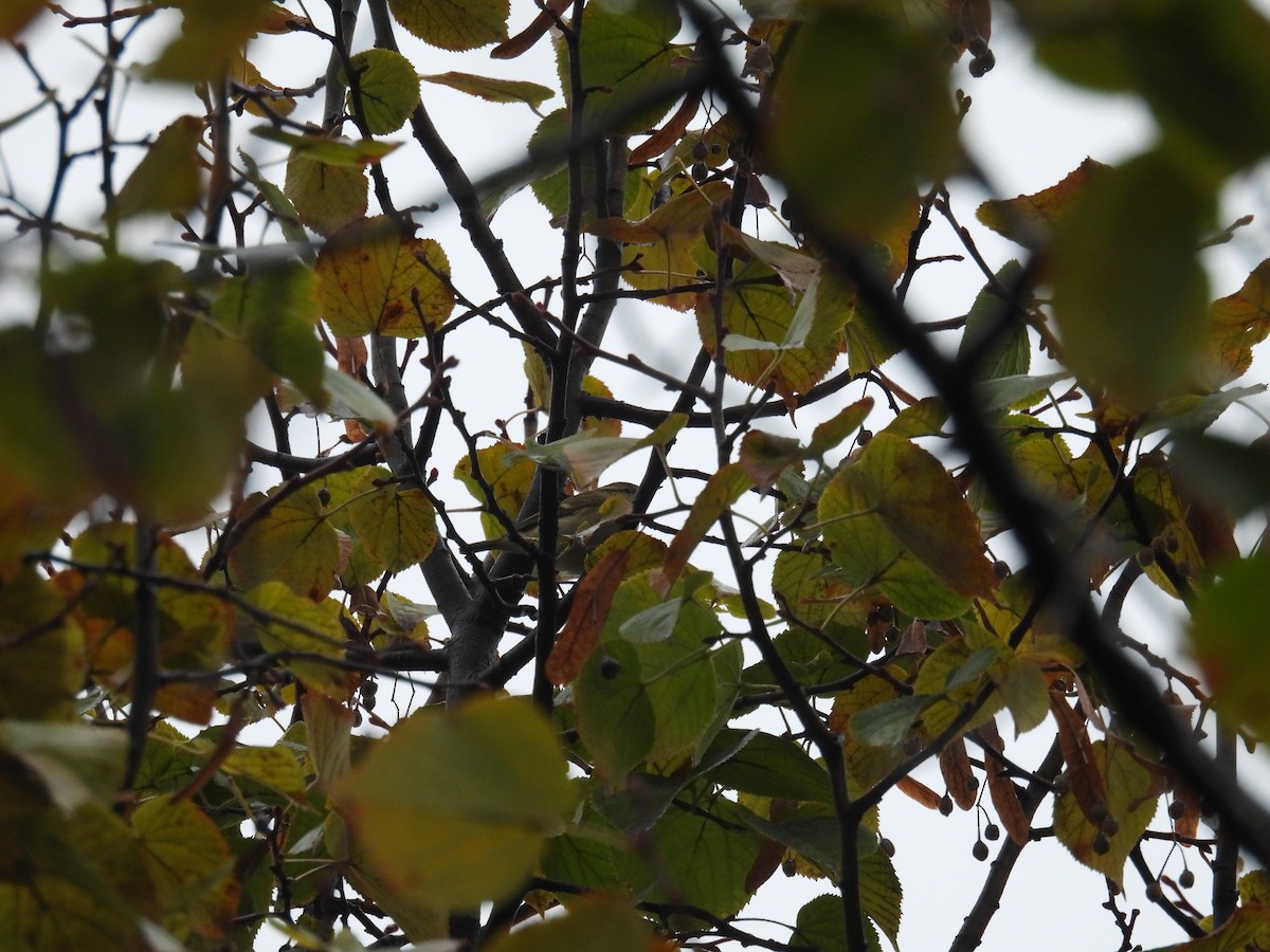 Hume's Warbler - ML646191844
