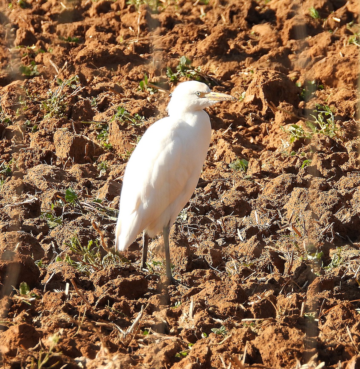 Чапля єгипетська західна - ML646191845