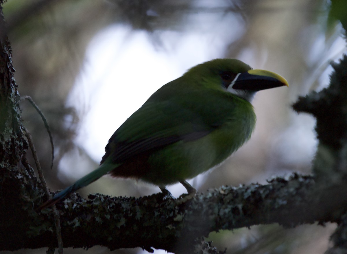 Тукан білогорлий (підвид albivitta/phaeolaemus) - ML646191846