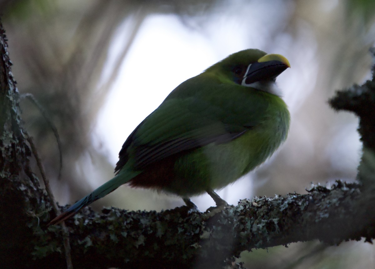 Тукан білогорлий (підвид albivitta/phaeolaemus) - ML646191847